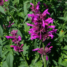 Des images de diff�rentes plantes